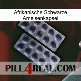 Africa Black Ant Capsule 31